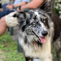 Giornata del cane - 1