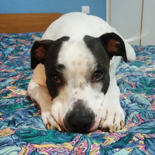 Consigli Dog sitter a Verona 1