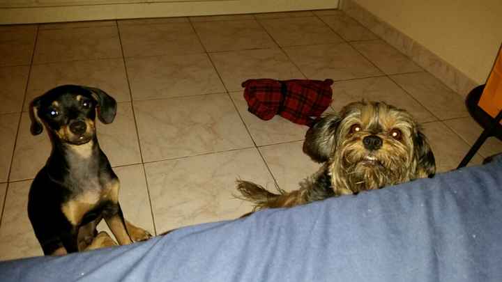 Animali domestici - 1