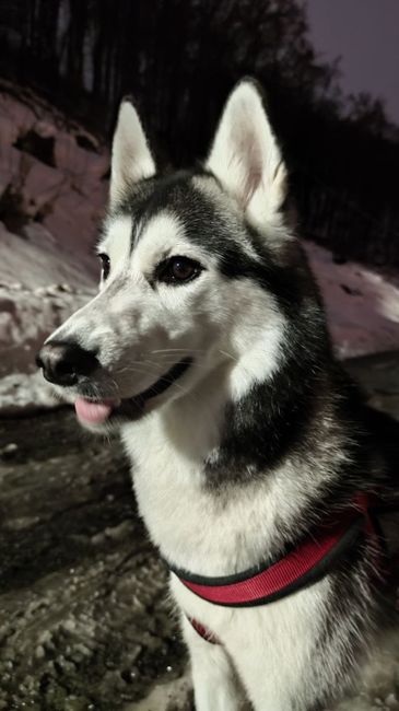 Il nostro amico a quattro zampe si chiama... 4