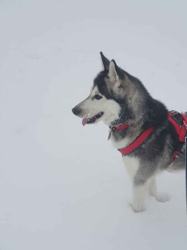 Il nostro amico a quattro zampe si chiama... - 3