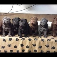 Sharpei
