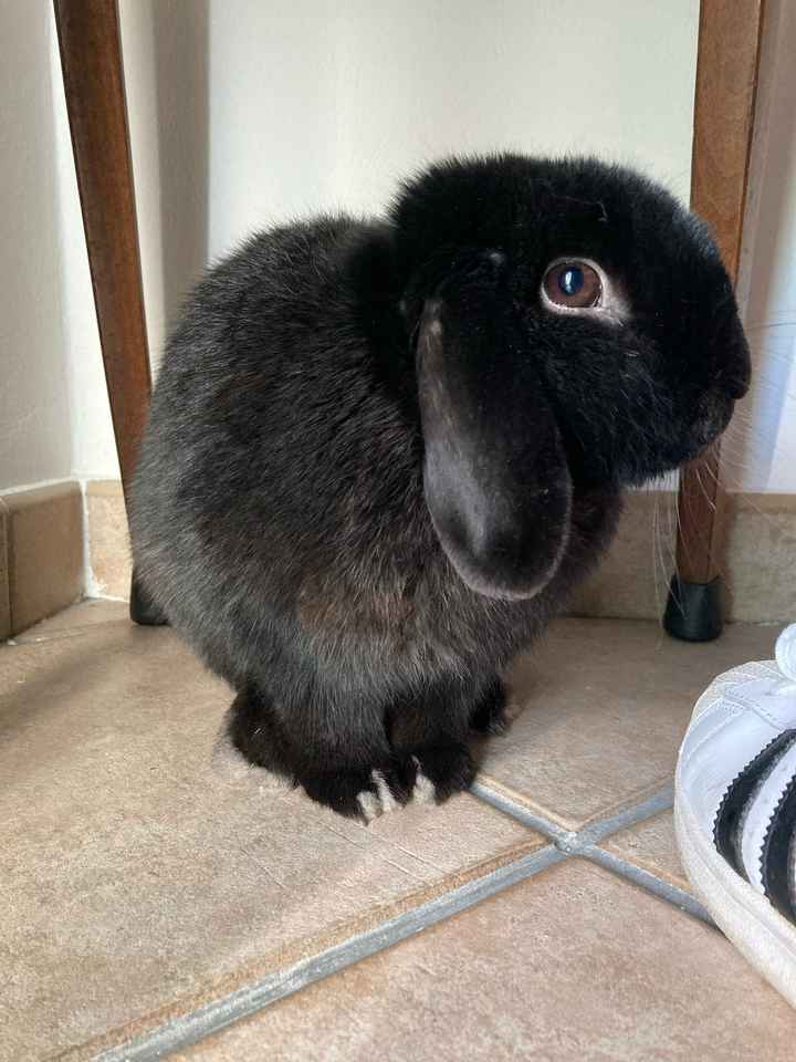 Ci presentate i vostri animali? 🐕 - 1