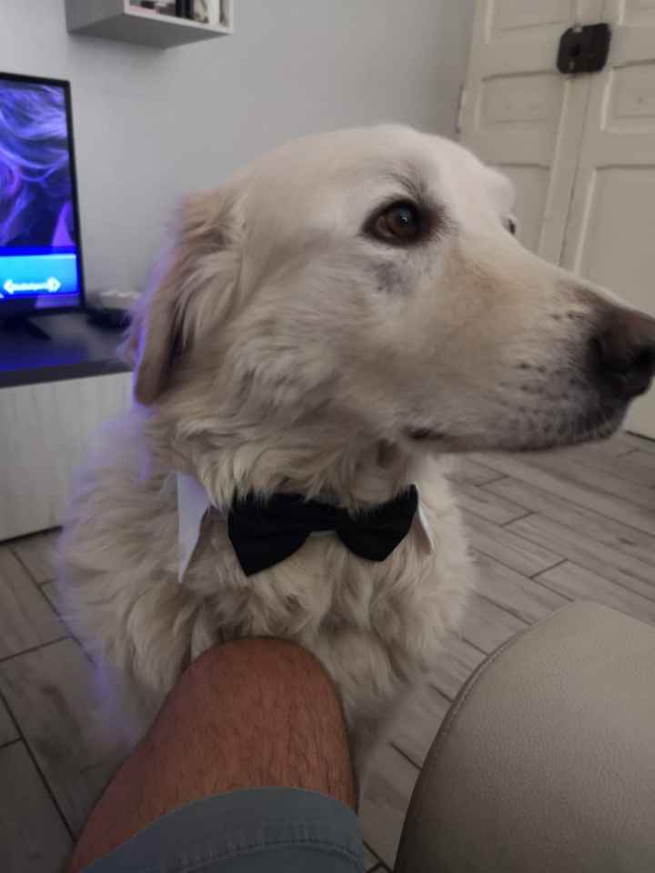 Il mio amico a 4 zampe ha ritirato il suo abito - 1