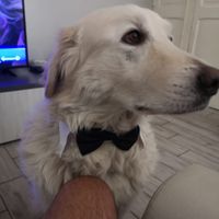 Il mio amico a 4 zampe ha ritirato il suo abito - 1