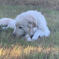 Il mio amico a 4 zampe ha ritirato il suo abito - 1