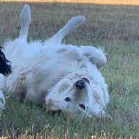 Il mio amico a 4 zampe ha ritirato il suo abito - 2