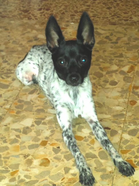 Le foto dei vostri animali - 1