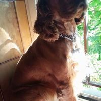 I nostri amici animali.. - 1