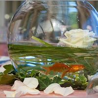 Tema Matrimonio: la pesca  - 1