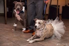 cagnoloni