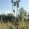 Sobuj