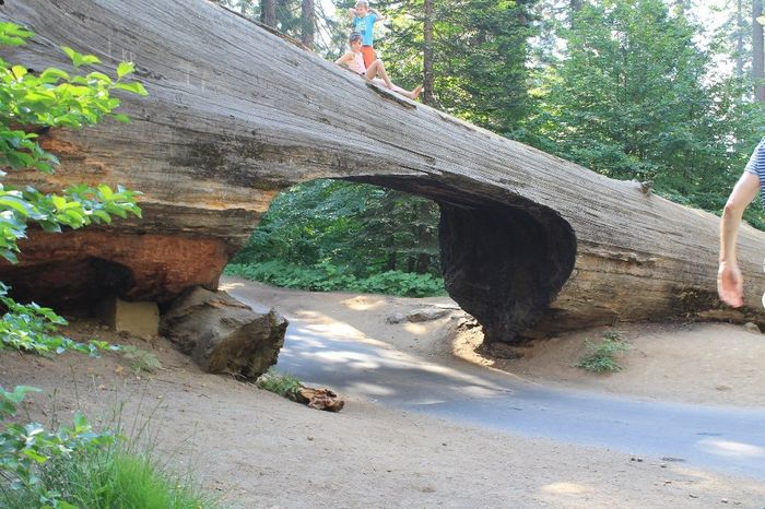 Tunnel Log