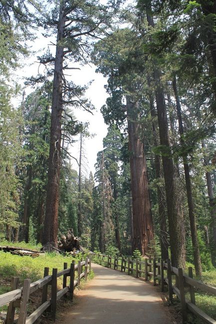 Grant Grove 