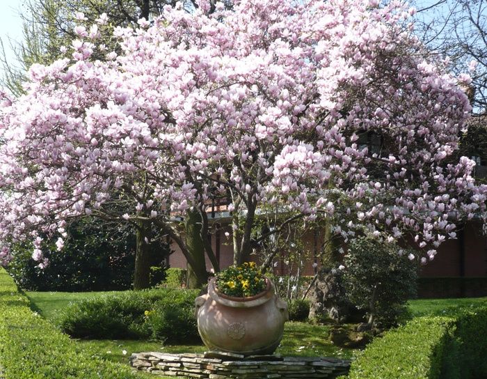 Il mio ristorante...
