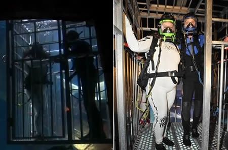 Sposarsi tra gli squali