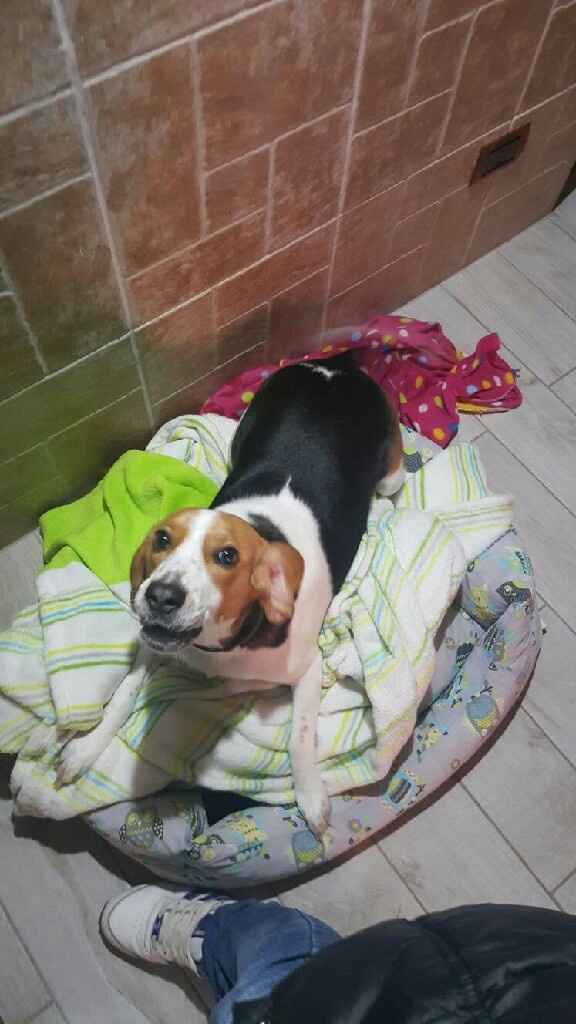 Dog sitting for wedding - 1