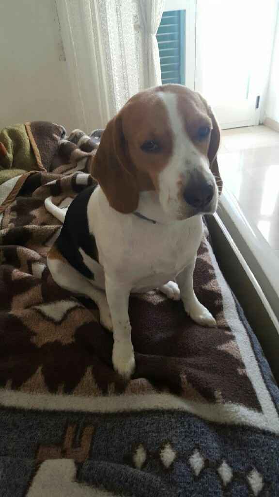 Amico a 4 zampe look - 1