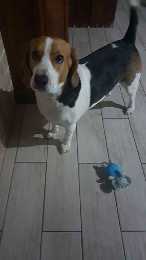 Chi come me ha un animale domestico che farà parte del  matrimonio? - 1