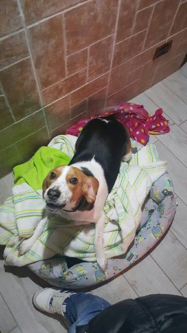 Dog sitting for wedding - 1