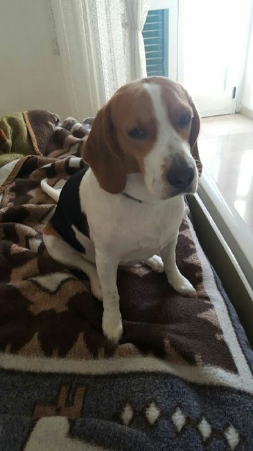 Amico a 4 zampe look - 1