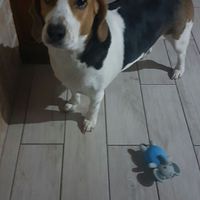 Chi come me ha un animale domestico che farà parte del  matrimonio? - 1