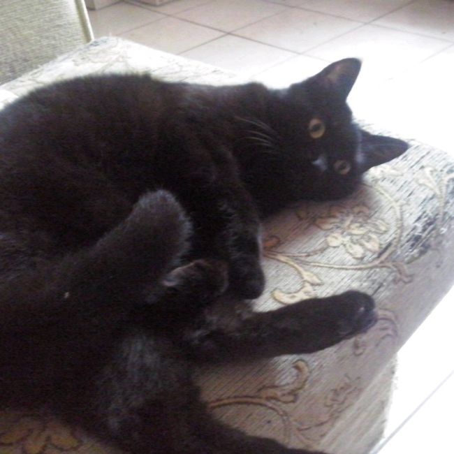Le foto dei vostri animali - 2