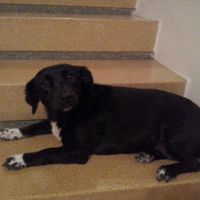 Le foto dei vostri animali - 1