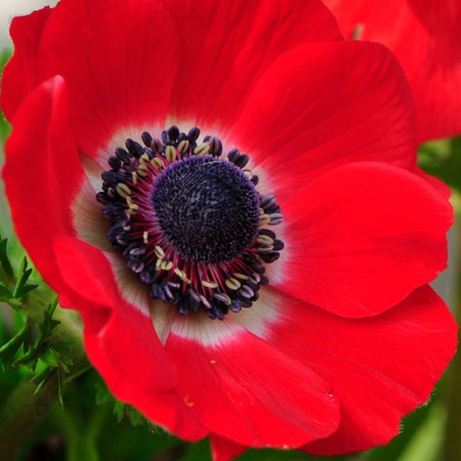 Ragazze qualche consiglio sul bouquet!! 3