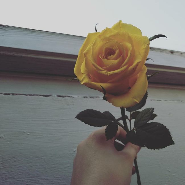 Una rosa gialla per tutte noi! - 1