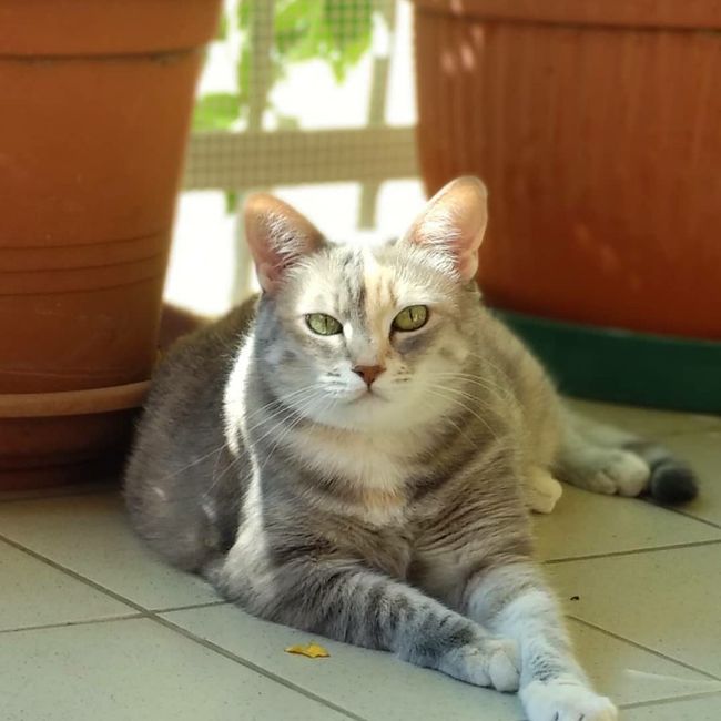 L'animale del cuore 5