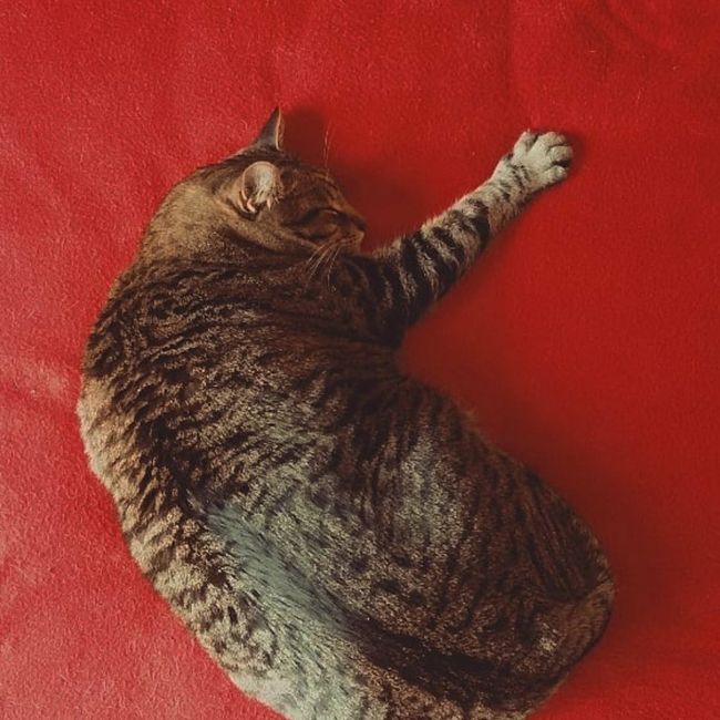 L'animale del cuore 6