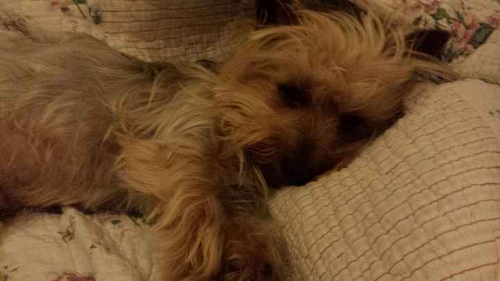 Se non ci fossero loro... - 2