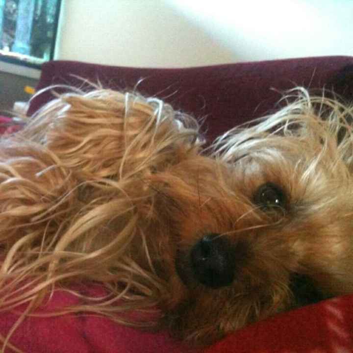 Se non ci fossero loro... - 3