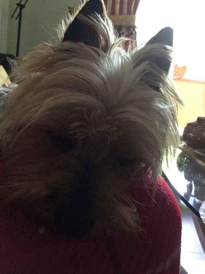 Cagnolino prove .., - 1