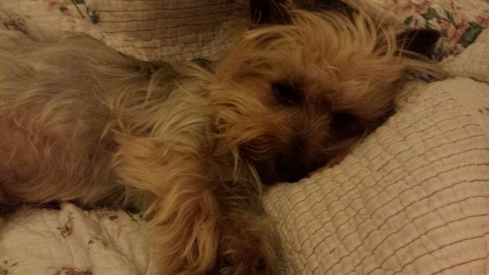 Se non ci fossero loro... - 2