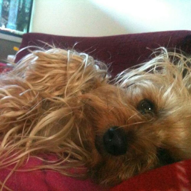 Se non ci fossero loro... - 3