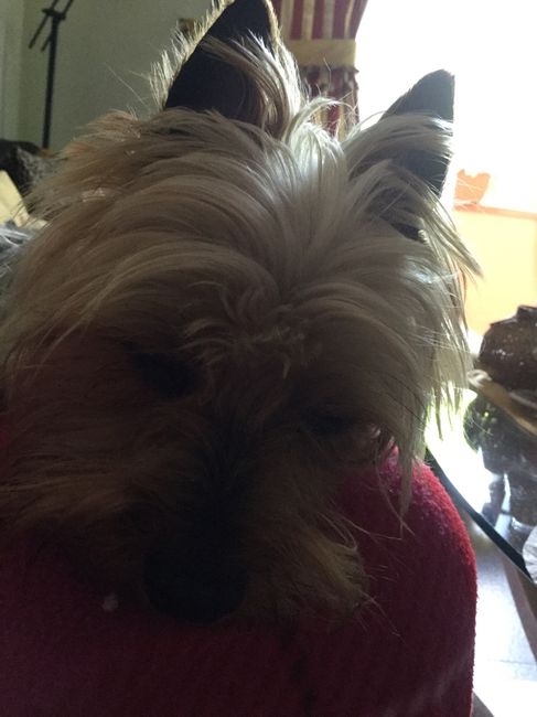 Cagnolino prove .., - 1