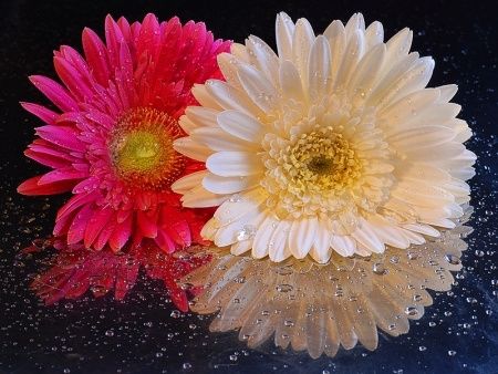 gerbere