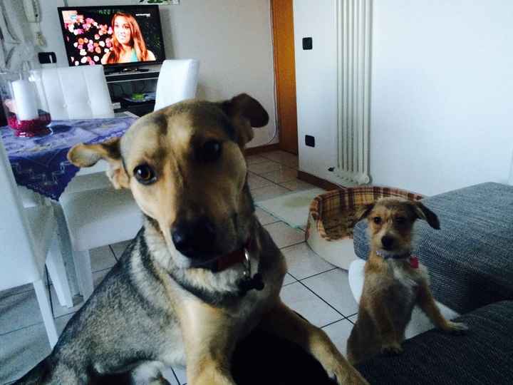 Vivere anche con un amico a quattro zampe... - 1