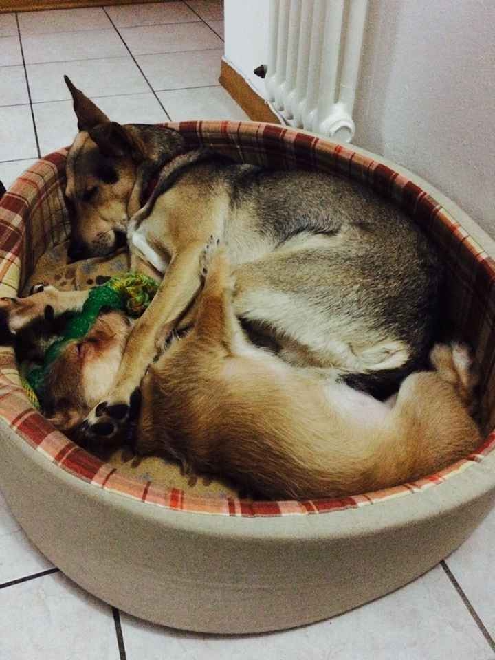 Vivere anche con un amico a quattro zampe... - 2