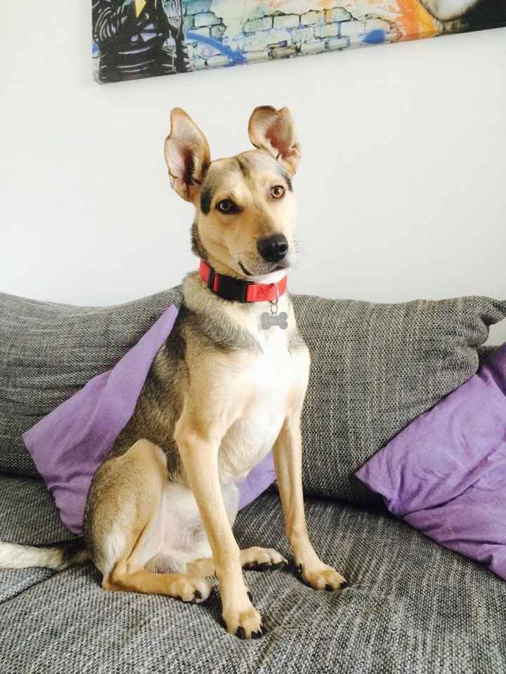 Animaletti in casa - 1