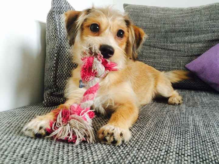 Animaletti in casa - 2