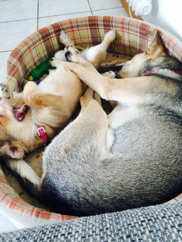 Animaletti in casa - 3