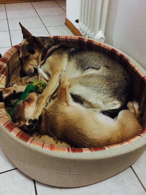 Vivere anche con un amico a quattro zampe... - 2