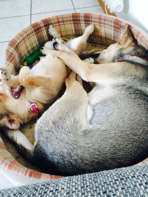 Animaletti in casa - 3