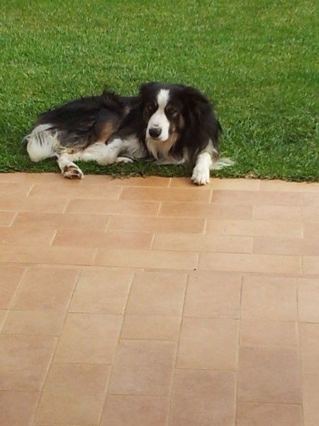 Le foto dei vostri animali - 3