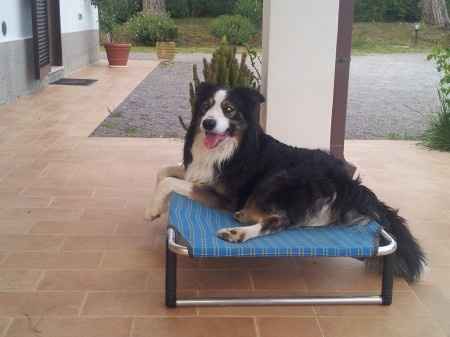 Le foto dei vostri animali - 1