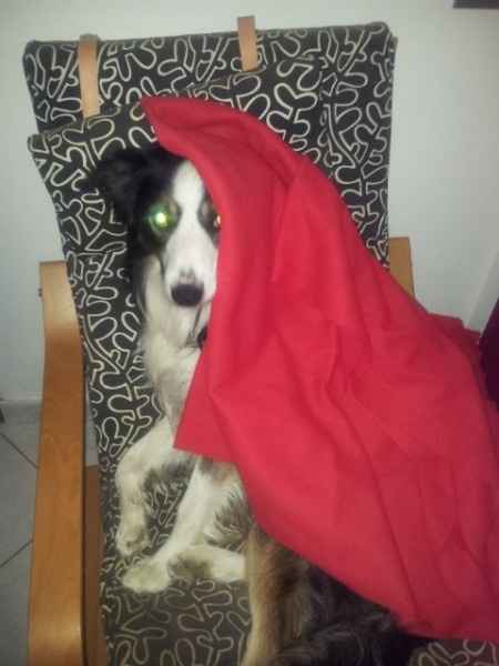 Le foto dei vostri animali - 2