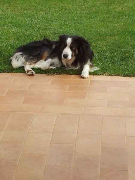 Le foto dei vostri animali - 3